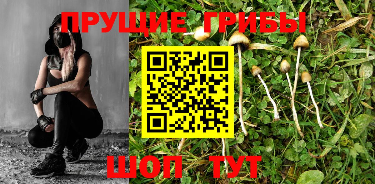 Псилоцибиновые грибы GOLDEN TEACHER Коркино